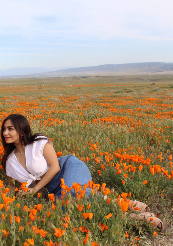 Antelope Valley Poppy Blooms! Travel California
