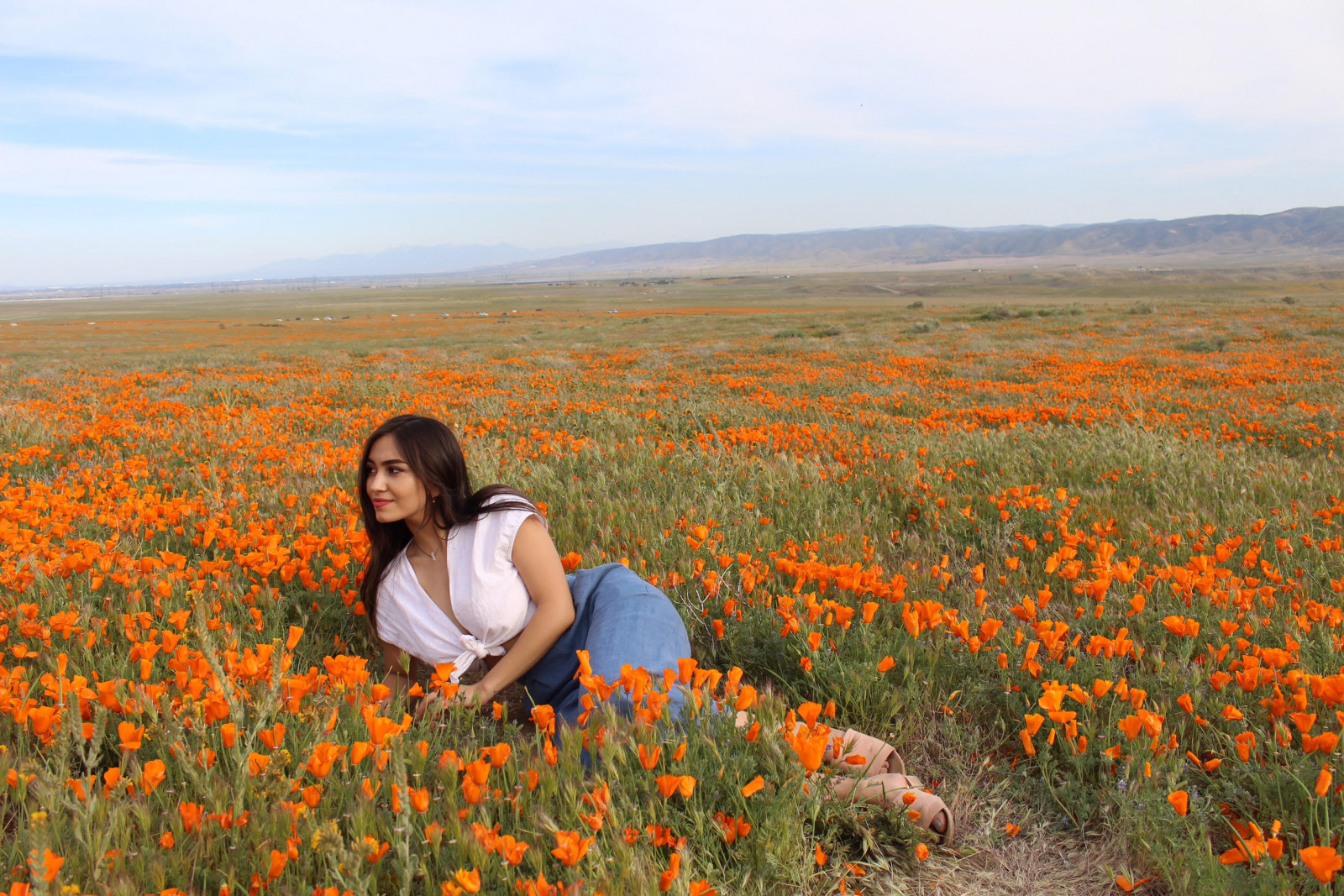 Antelope Valley Poppy Blooms! Travel California